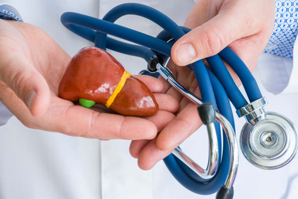 Médico segurando um estetoscópio e um fígado em miniatura