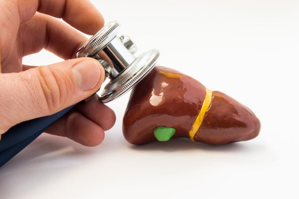 Encostando estetoscópio em um fígado em miniatura